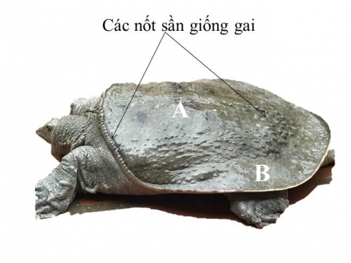 Đặc Điểm baba Gai